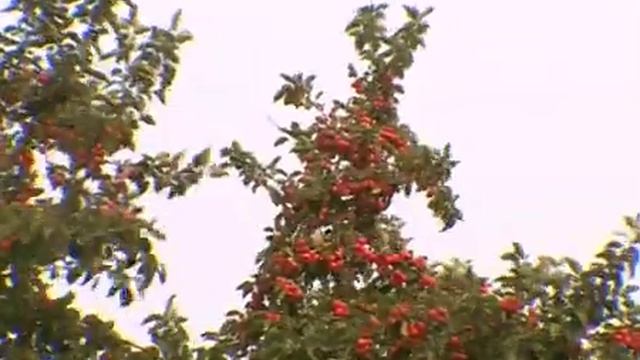 Фуфанон - Нова