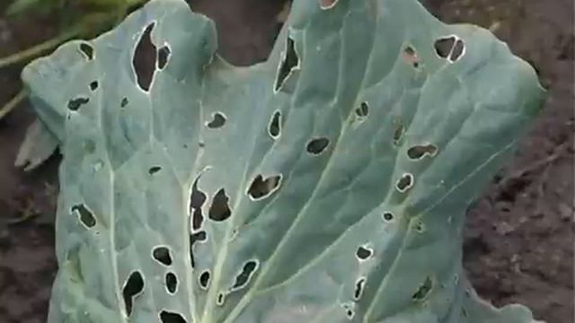 сюжет Зеленая аптека Фуфанон   Нова