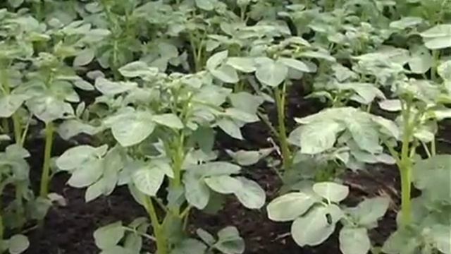 Профит   Голд