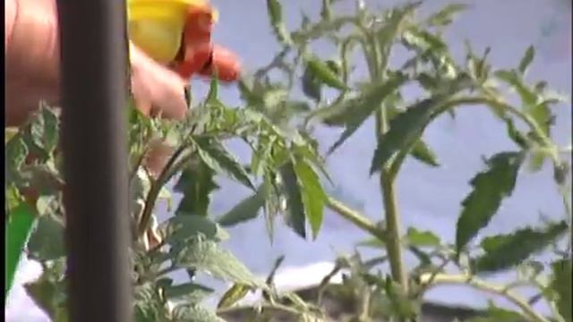 сюжет Купролюкс