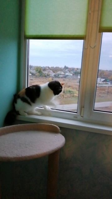 А протру-ка я пыль на окошке быстренько