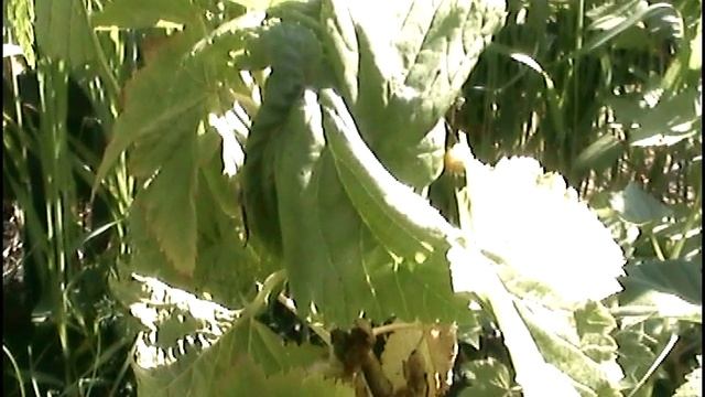 Мурацид и Гром-2