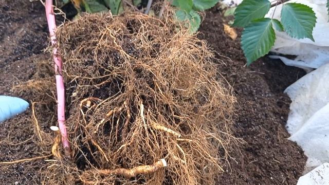 Ежевика Юхас. Корни бомба. 26.10.25 г.