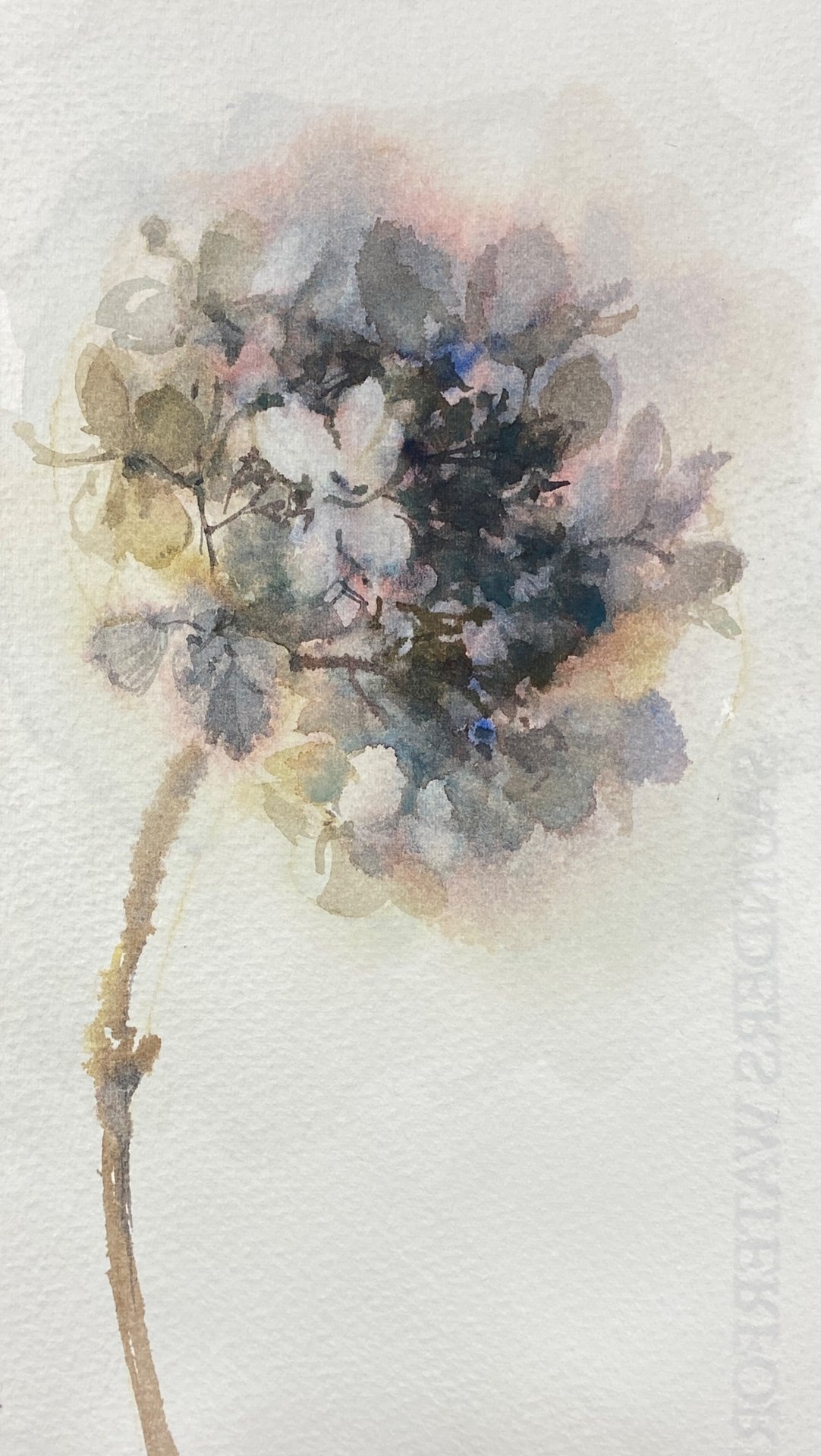 Гортензия. 2025. Ласаева Марина