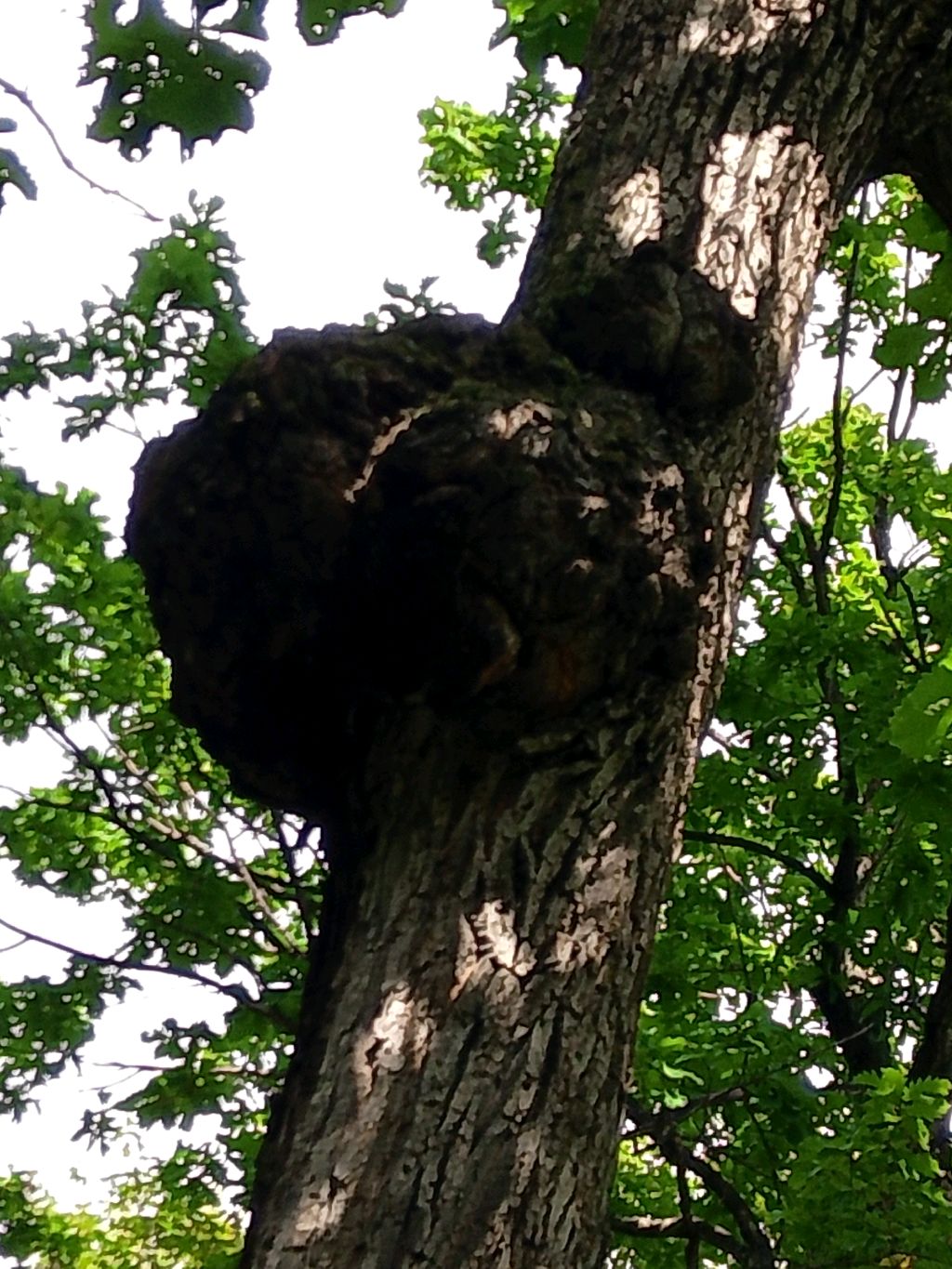 Необычные явления природы