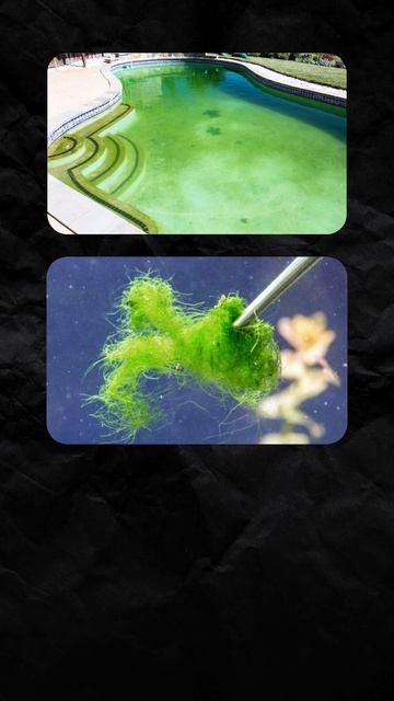 ПОЧЕМУ БАССЕЙН МОЖЕТ БЫТЬ ОПАСНЫМ ДЛЯ ЗДОРОВЬЯ? #бассейн #pool #acon