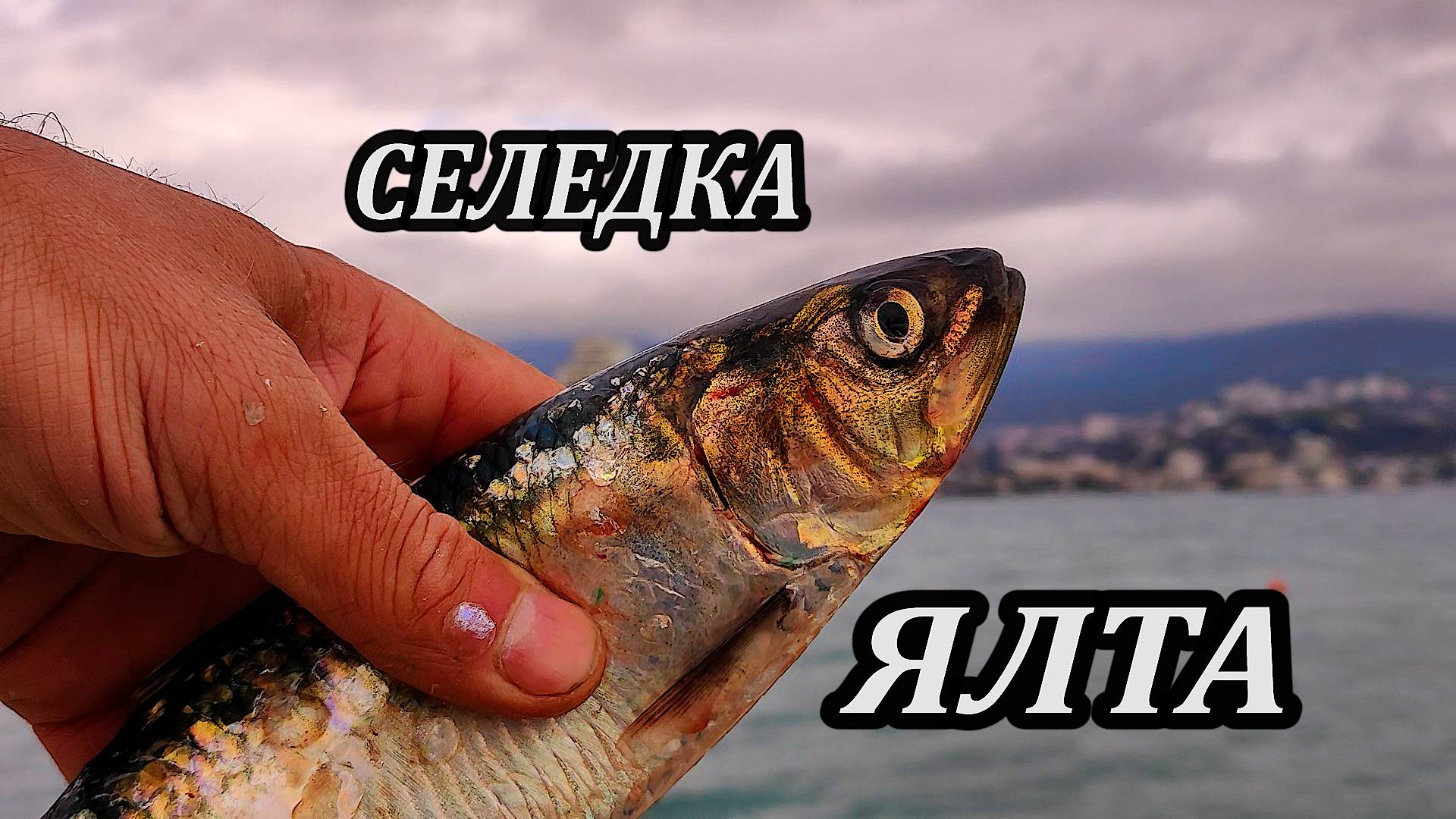 Первый Выезд в Ласпи за Сарганом. Морская Рыбалка в Крыму. Ловля Селедки на Пилькер в Черном Море.