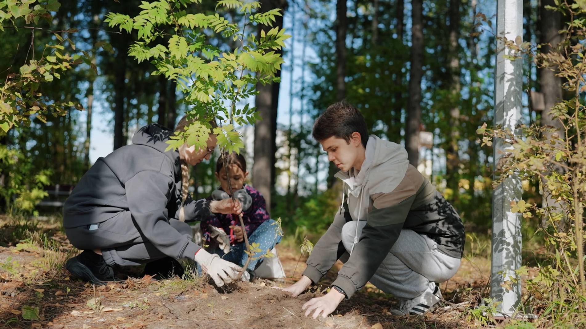 Посади дерево, вырасти свой лес