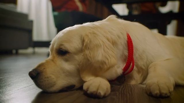 Мошенничество в сфере ИТ