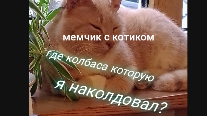 где моя колбаса?! мем с котом