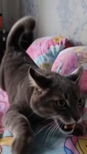 Мой кот сошел с ума и ушел в зону отчуждения