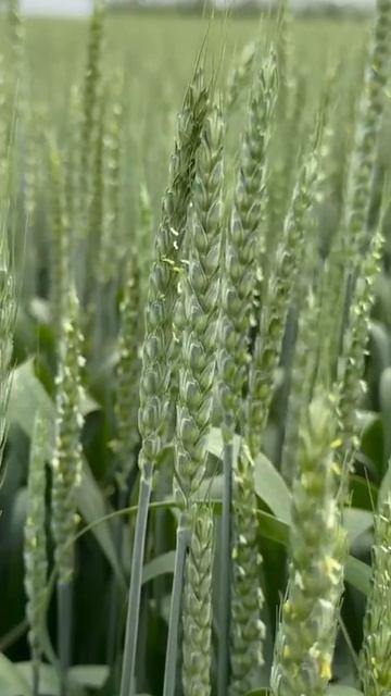 Красота полей