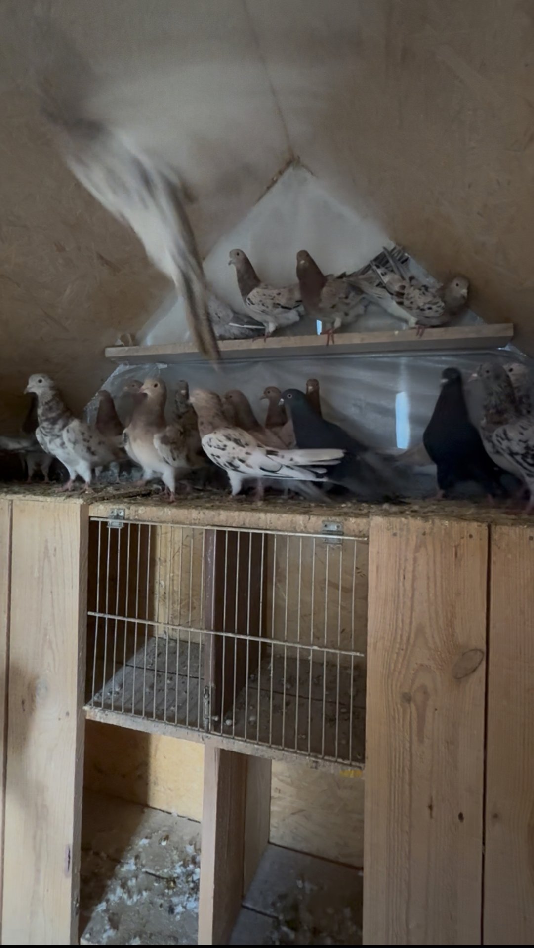 Самки Мраморные Бакинские Голуби