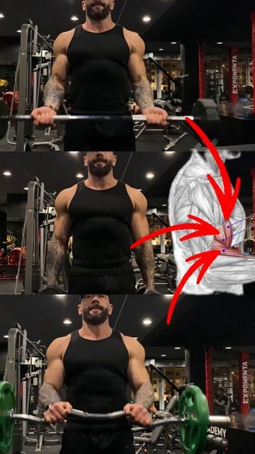 Бицепс, брахиалис, плечелучевая