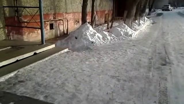 КОТЫ НАШЕГО ДОМА~1