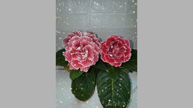 Ce62eb073d12f5988cbb394a10221496