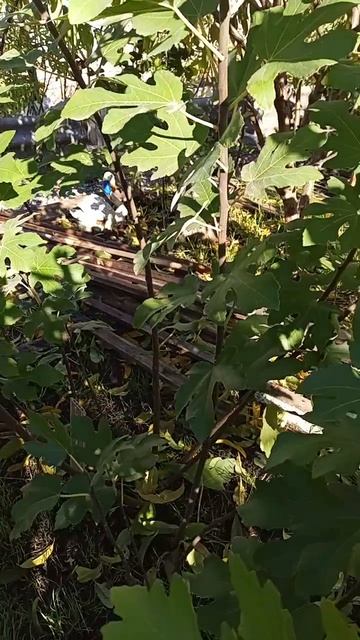 01.11.25 Инжиры. Обзор .mp4