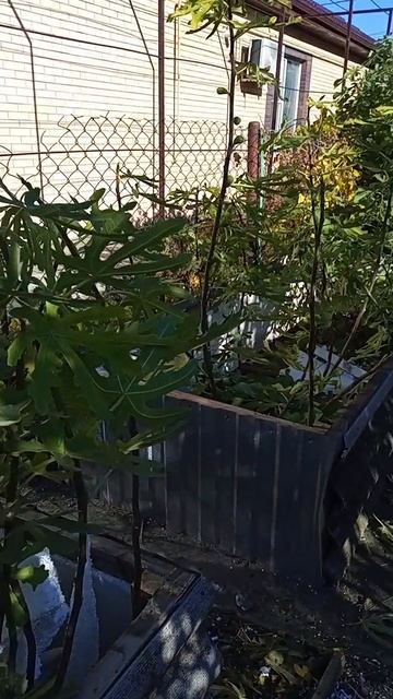 01.11.25 Инжиры, подготовка к укрытию.mp4