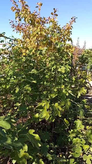 01.11.25 Инжир Браун Турке из Апшеронска.mp4