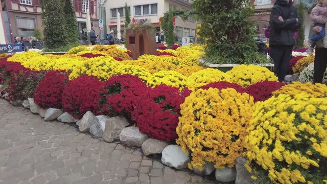 Лар/Шварцвальд. Фестиваль хризантем 2025.