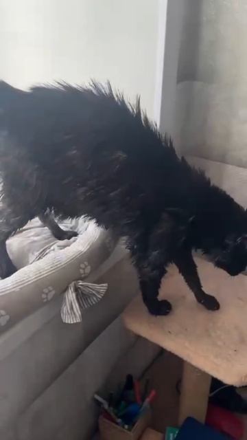 Йозеф, с лёгким паром))