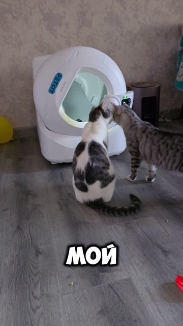 Семён и умный туалет. #кошки #petkit #integral_a  #умныйтуалет