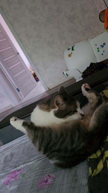 Тиша- гимнаст. #integral_a #кошки