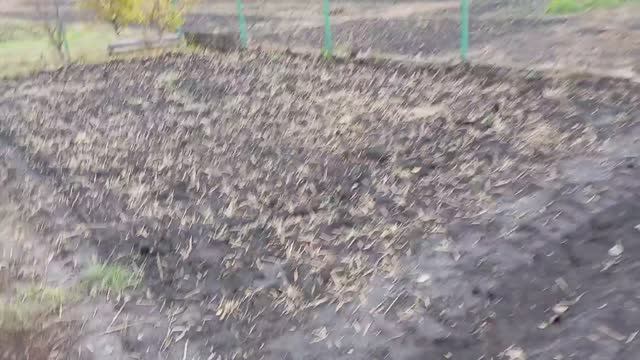 Как я делаю грядку под чеснок, дела на 26.10.25г.