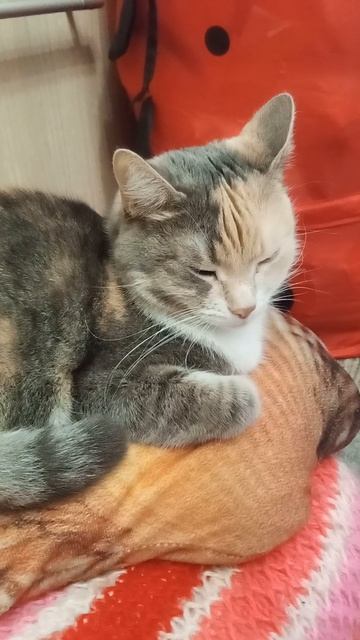 Подписывайтесь!👇