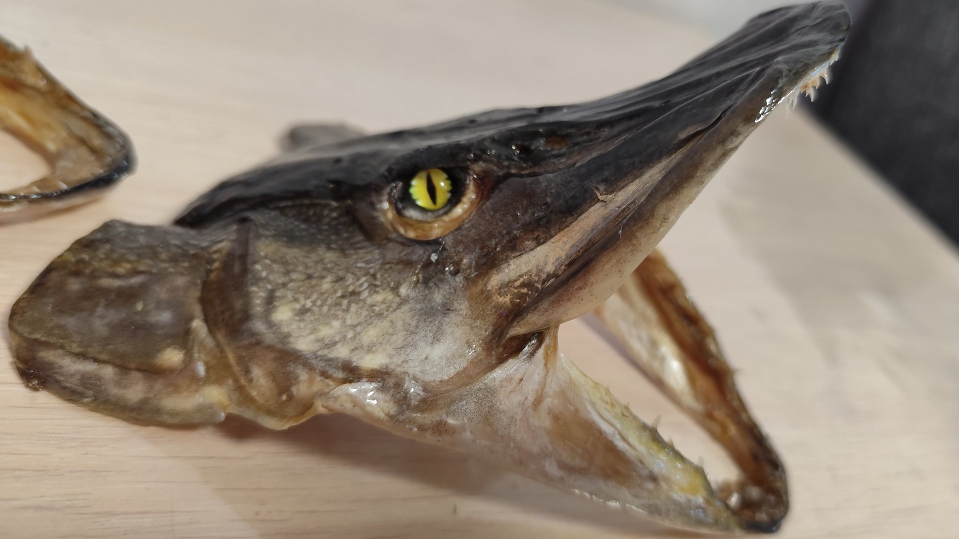 ЧУЧЕЛО ЩУКИ! #рыбалка #fish #fishing #природа #отдых #рыба #поделка #сделай сам #хобби #щука #чучело