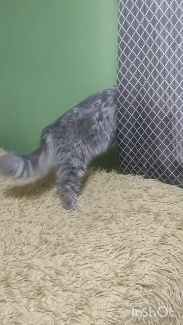 Ты че нападаешь на меня