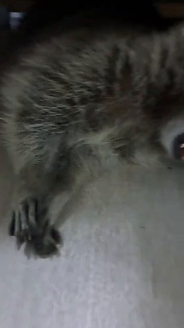 Спят усталые еноты.