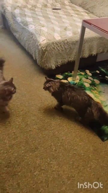 Я здесь живу