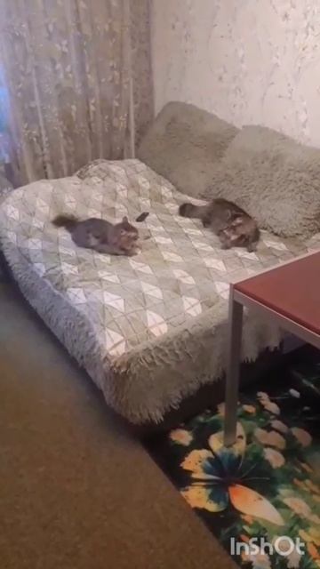 Ластик в гостях у Арбуза