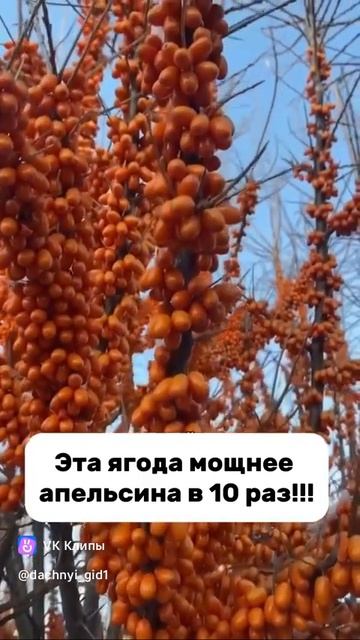 Свойства облепихи