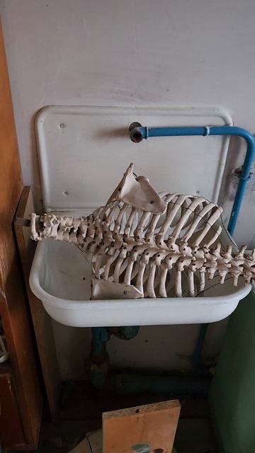 скелет в раковине