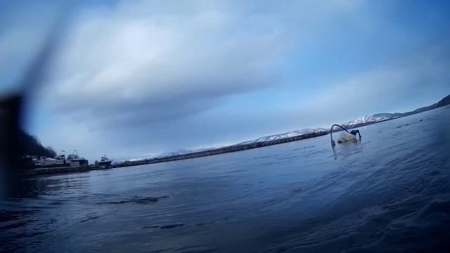 подводный мир Камчатки в мутной воде.