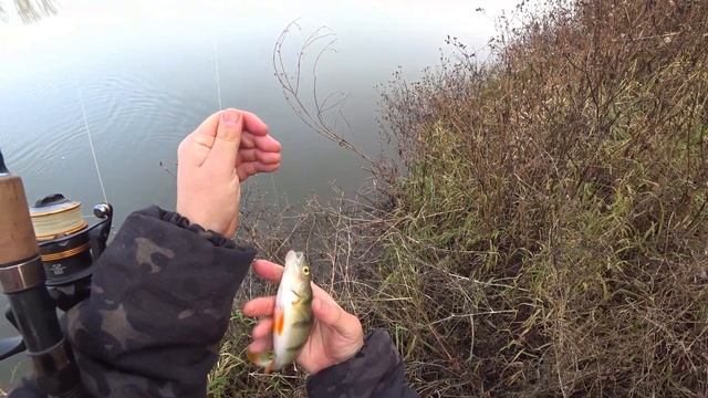 огромный окунь