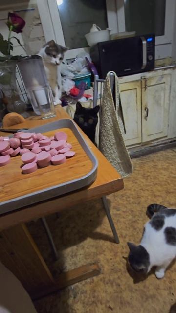 Готовим ужин) #integral_a #кошки #кошкодубли