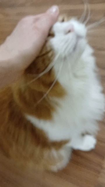 Курильский бобтейл Филипп.