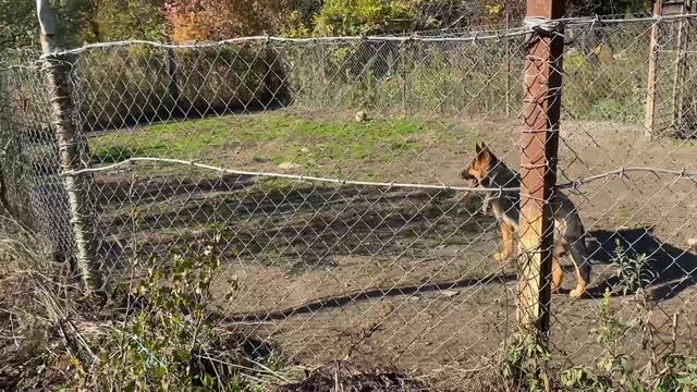 Друзья на прогулке!