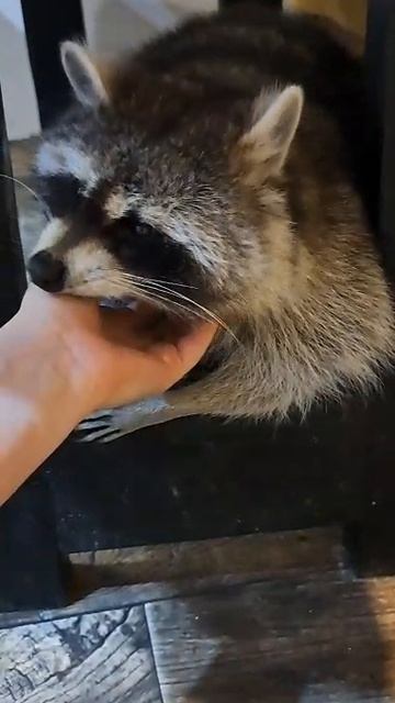 енот Манюня