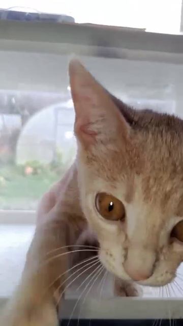 Знакомьтесь Зёбка