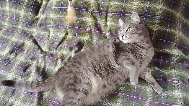 Игры с кошкой.