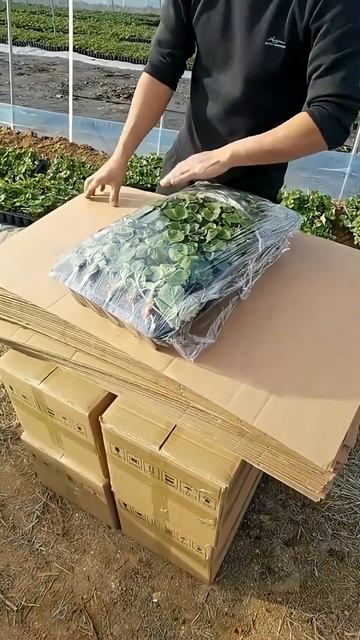 Отличная технология упаковки рассады клубники 🍓