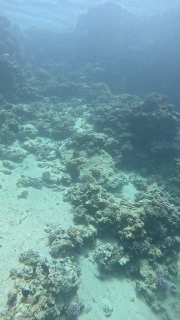 Дайвинг в Дахабе.