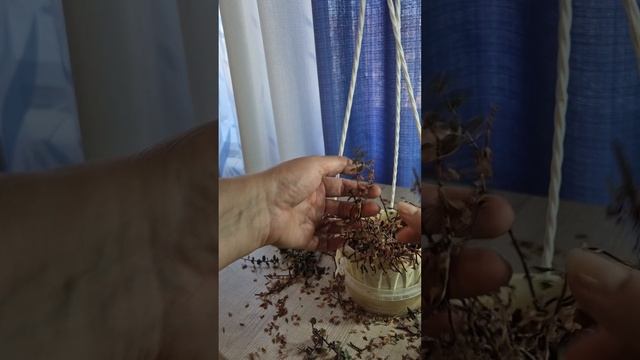 Черенкование,  укоренение и посадка коллизии