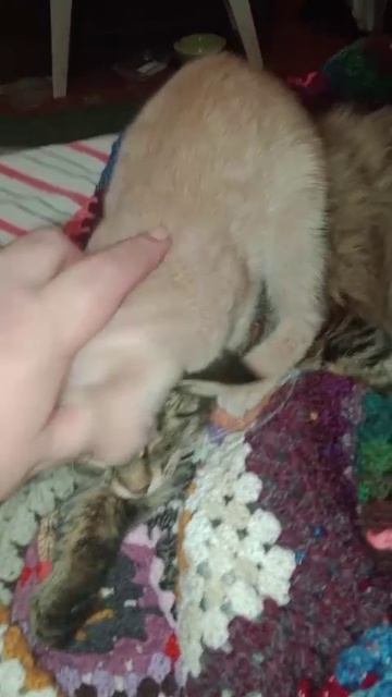 Зёбка и ТигрМыгр