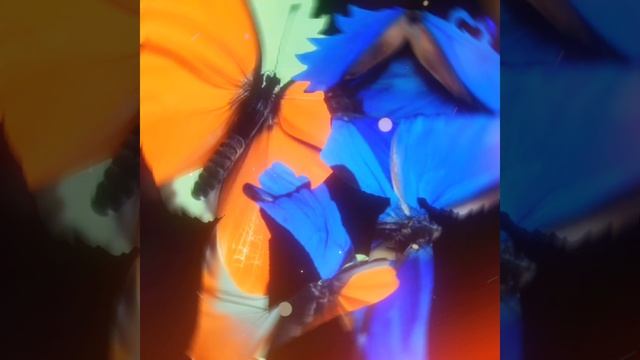 Eyes On Eyes // GL2 + Знакомьтесь, Боб // Перец & Джеймс