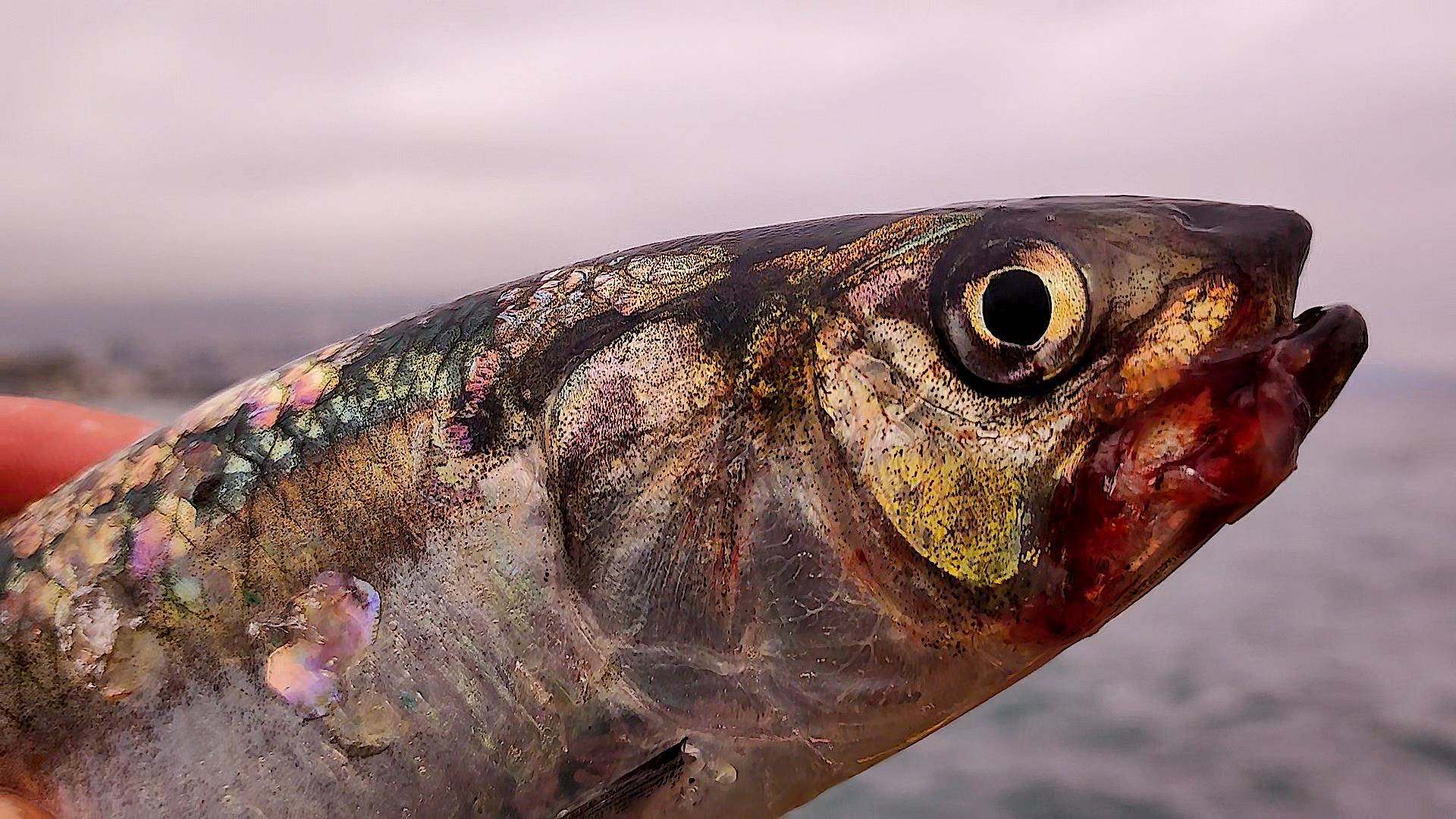 Морская Рыбалка в Крыму.  Два Дня Ловля Саргана и Селедки на Пилькер  в Черном Море с берега